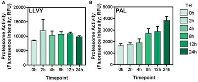 Pro-inflammatory Cytokines Alter the Immunopeptidome Landscape by Modulation of HLA-B Expression